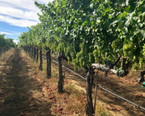 Vineyard row at Paradise Ridge Winery