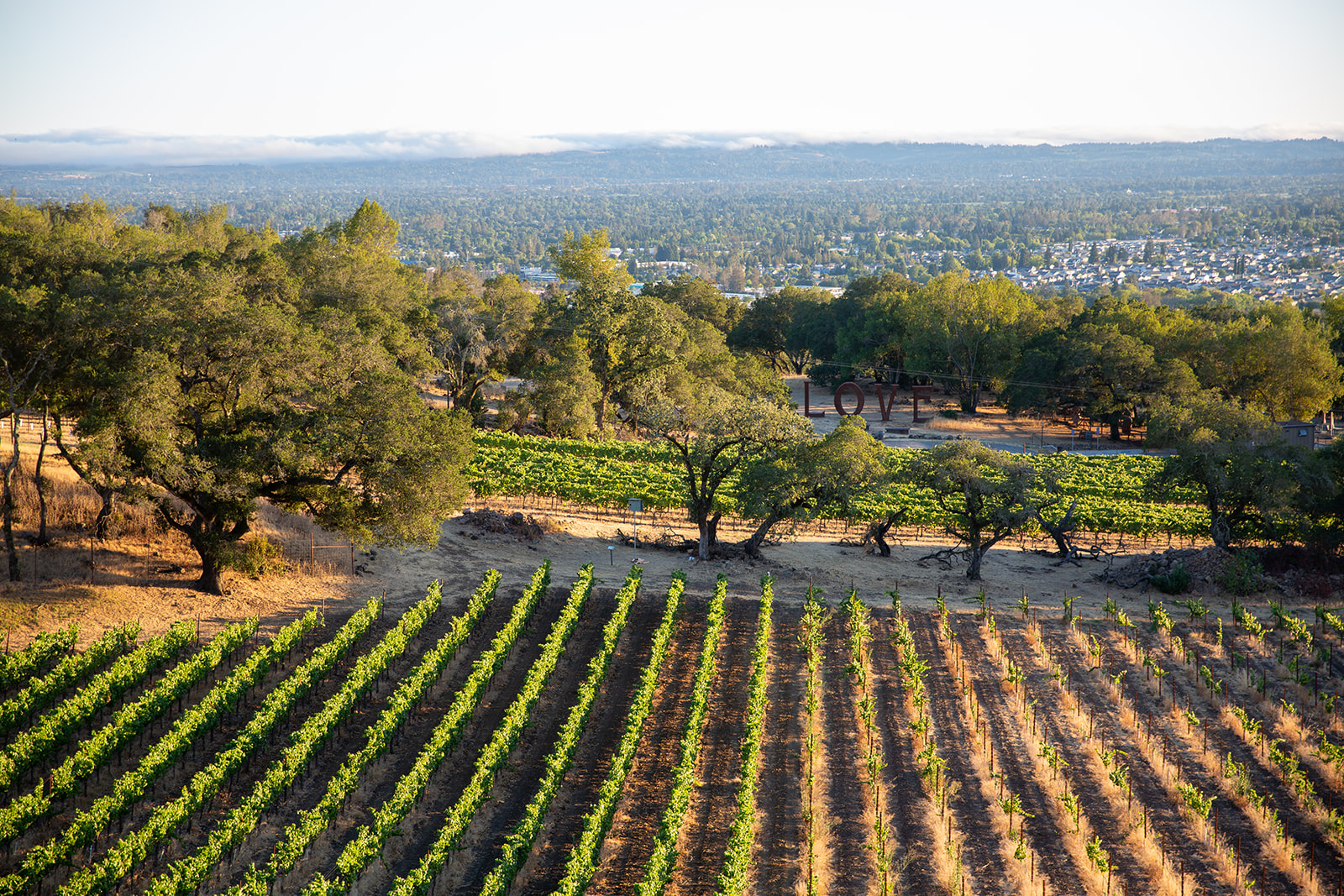 sweeping vineyard and city views at paradise ridge winery